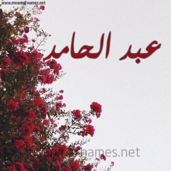 شكل 18 صوره الورد الأحمر للإسم بخط رقعة صورة اسم عبد الحامد ABD-ALHAMD
